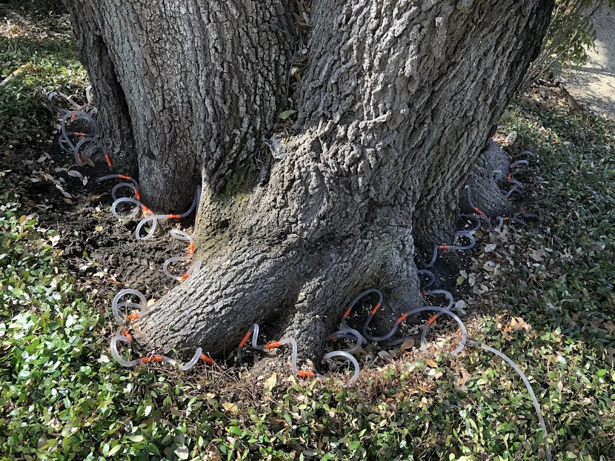 Detailed Tree Cabling and Bracing job site in Newtown Square