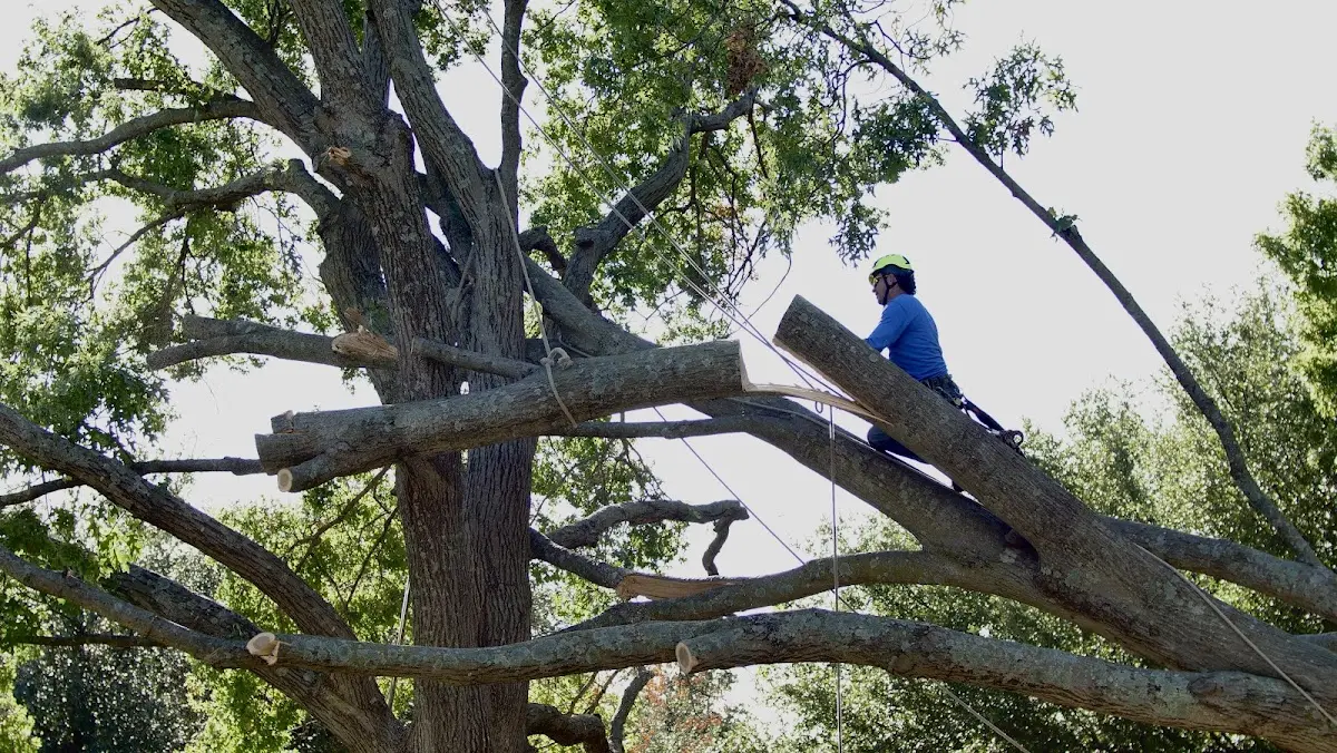 Professional Hazardous Tree Removal performed by certified arborists in Newtown Square