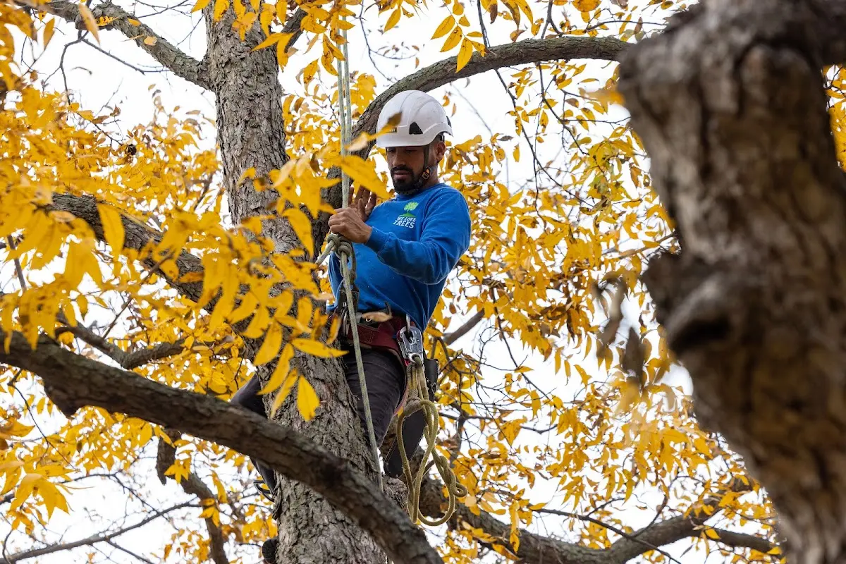 Skilled Tree Planting crew working in Newtown Square